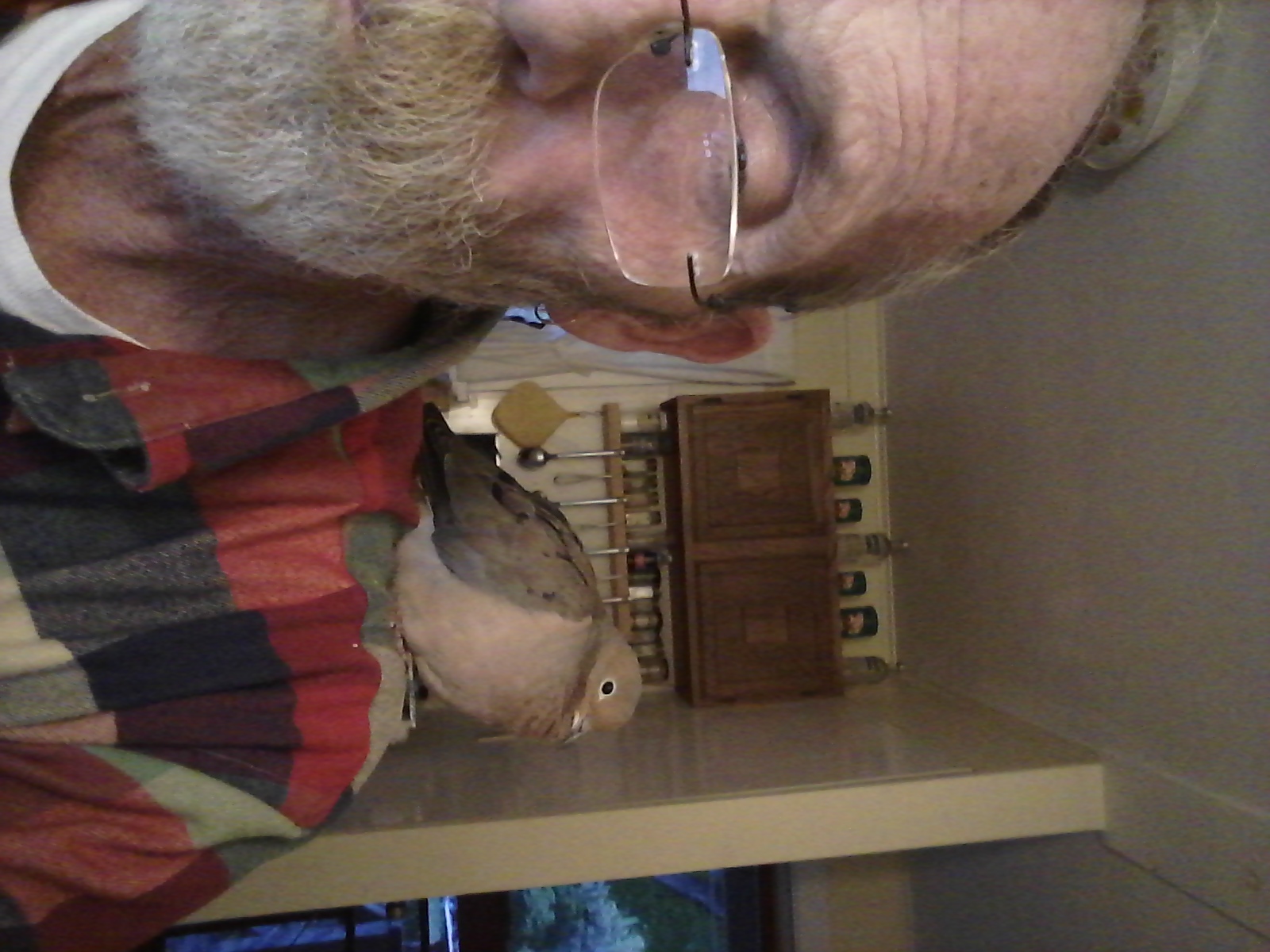 13 September 2021 mourning dove 13 September 2021